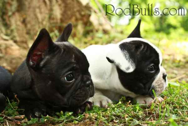 French Bulldog Pups Bouledogue francais