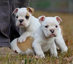 Chiots bulldog anglais qualité extra