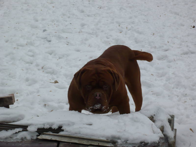 chiot cane corso et dogue de bordeaux .