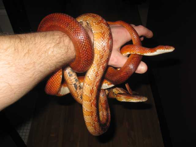 2 corsnakes a vendre