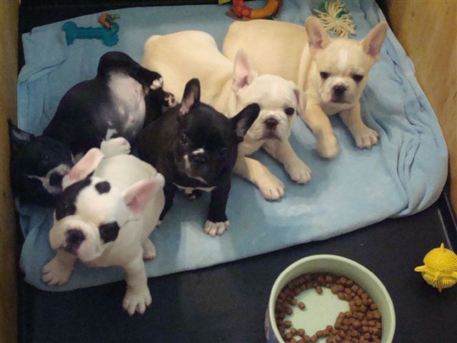 5 chiots bouledogue francais disponible