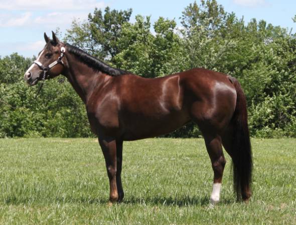 Belle Western Pleasure AQH Mare