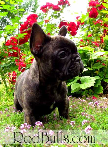 Bouledogues français French Bulldogs