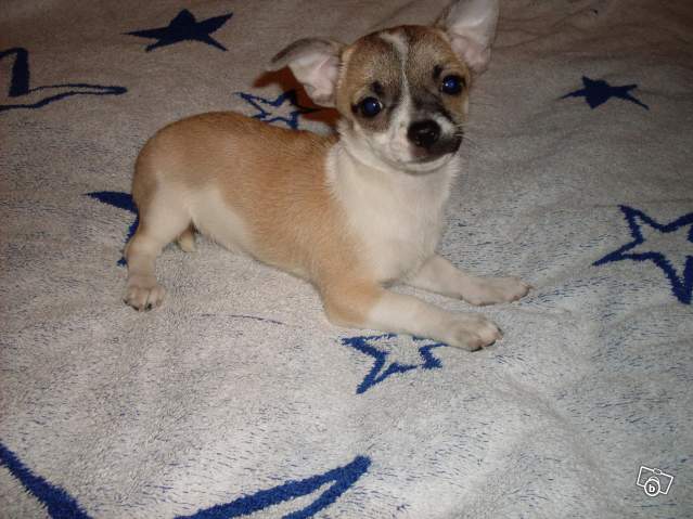 Jolie Chihuahua cherche famille