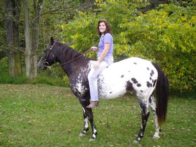 Hongre Appaloosa A Vendre