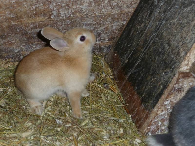 Lapins a vendre adult et bebe de 1 mois