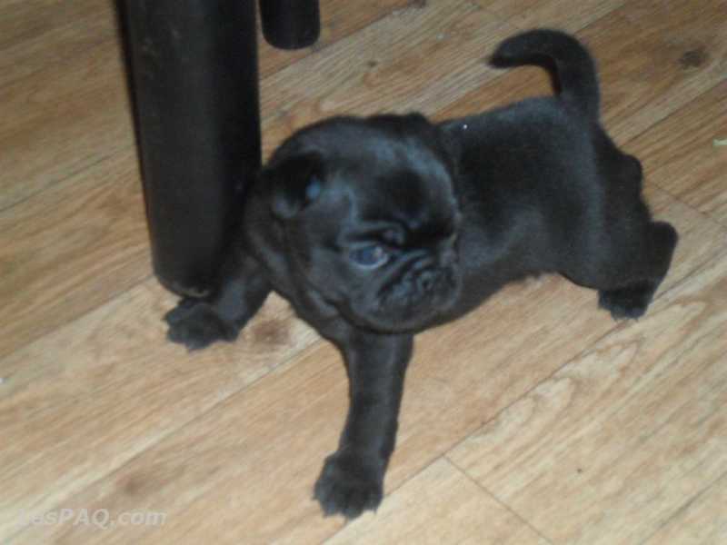 CHIOTS CARLIN A VENDRE