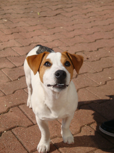  magnifique chiot type jack russel