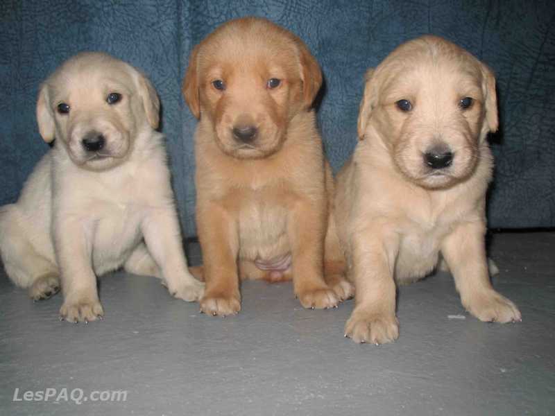 Chiots labrador/golden-retriever à vend