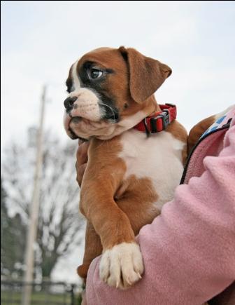 Chiot type Boxer a donner 